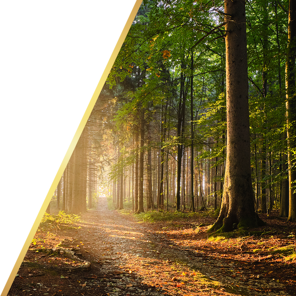 Weg im Wald